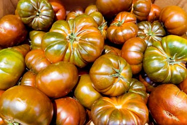 tomater i drivhus marmande tomater i drivhus marmande